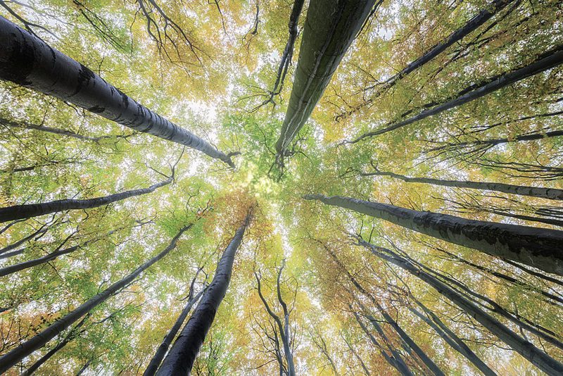Autumn Forest Canopy View art print by Tom Pavlasek for $57.95 CAD