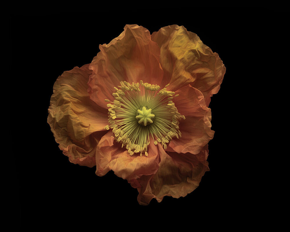 Dramatic Orange Poppy art print by Lotte Gronkjaer for $57.95 CAD