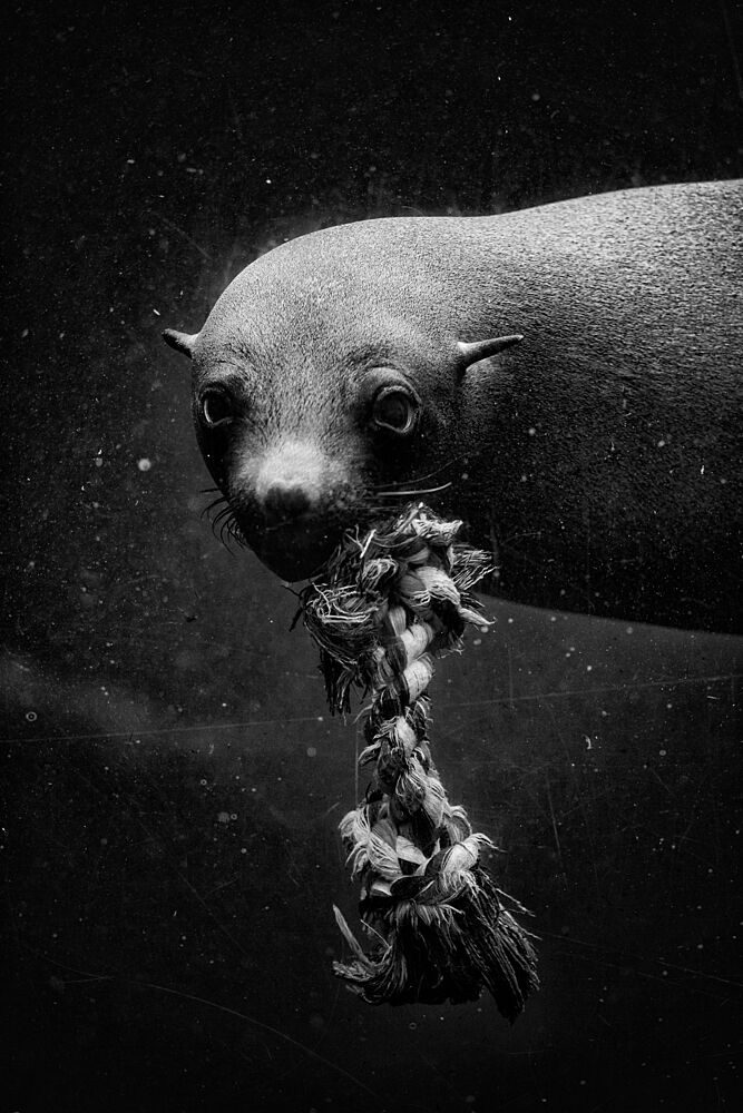 Entangled Ocean Pup art print by Andreas Klesse for $57.95 CAD