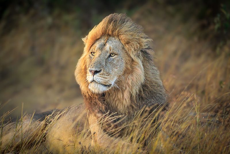 Golden Savannah Lion art print by Jeffrey C. Sink for $57.95 CAD