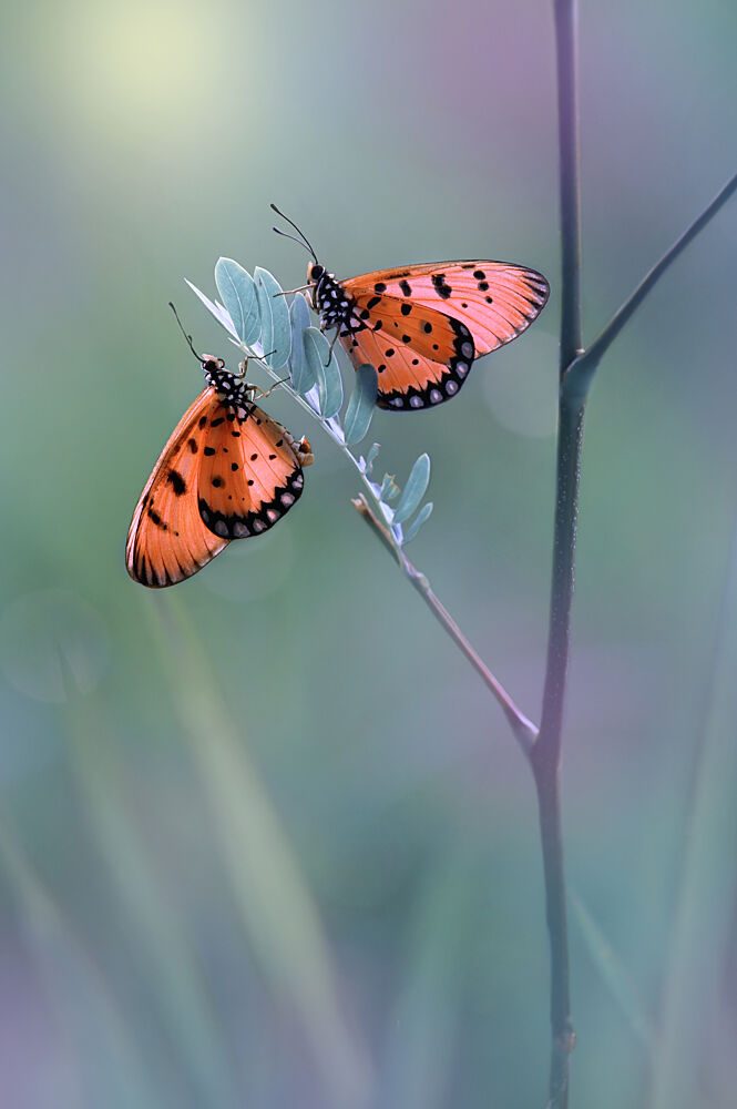 Two Orange Butterflies art print by Edy Pamungkas for $57.95 CAD