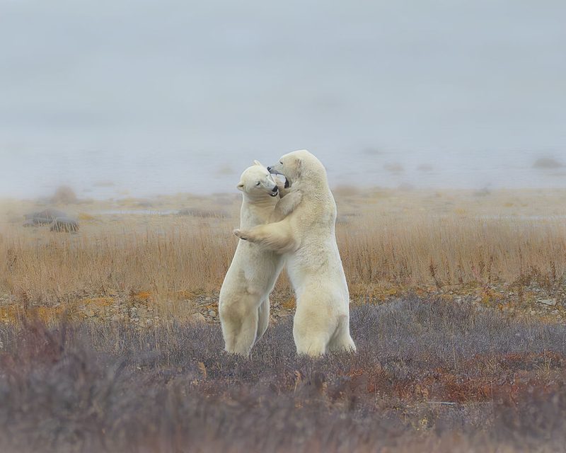 Playful Polar Bears art print by Yang Jiao for $57.95 CAD
