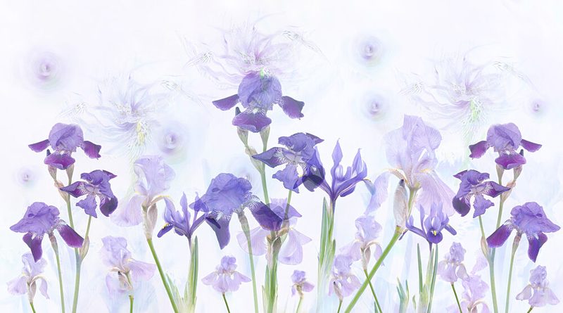 Dreamy Lavender Irises art print by Denis O Reilly for $57.95 CAD