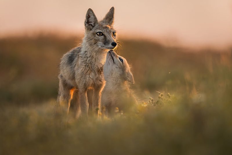 Golden Jackal Cub Affection art print by Olga Rudchenko for $57.95 CAD