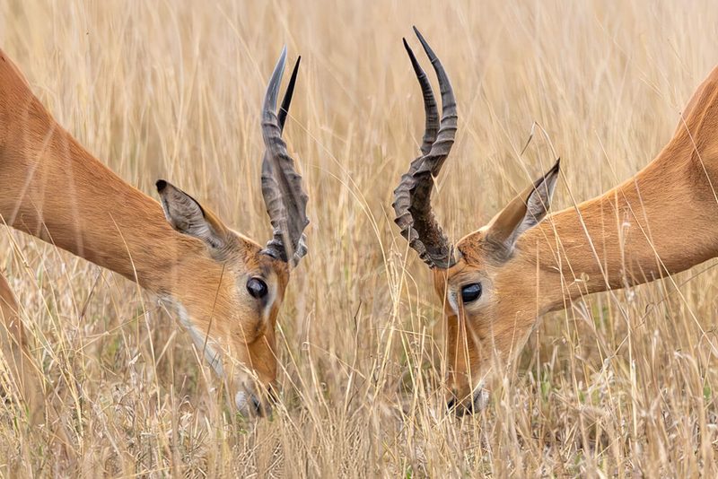 African Impalas Grazing art print by Jeke Haenen for $57.95 CAD