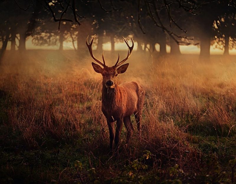 Golden Hour Stag art print by Robert Fabrowski for $57.95 CAD