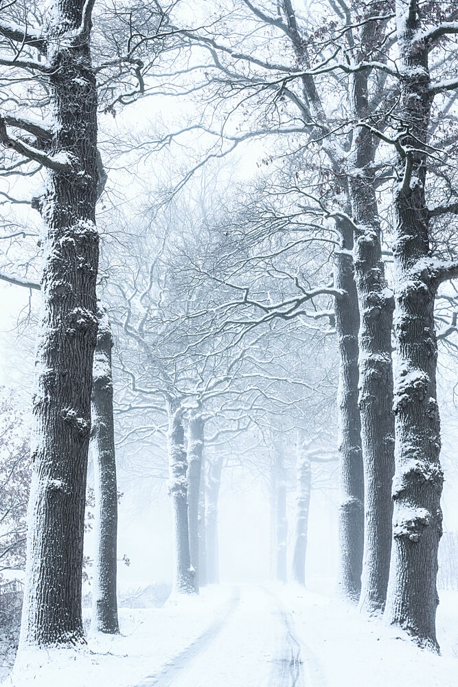 Silent Snowy Road art print by Hilda van der Lee for $57.95 CAD