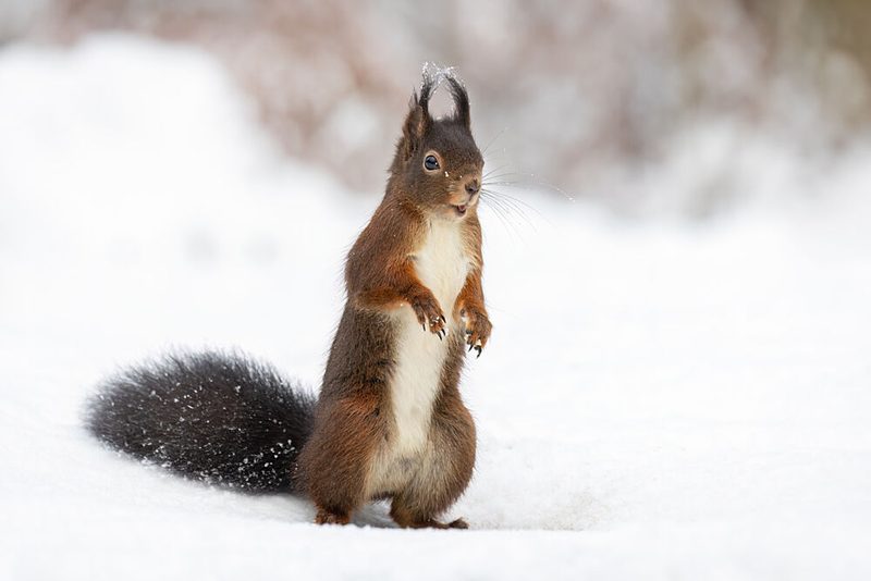 Alert Red Squirrel art print by Ronald Bergkamp for $57.95 CAD