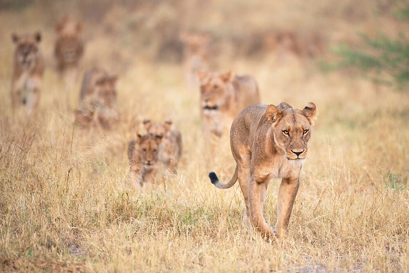 African Lion Pride art print by Marco Pozzi for $57.95 CAD
