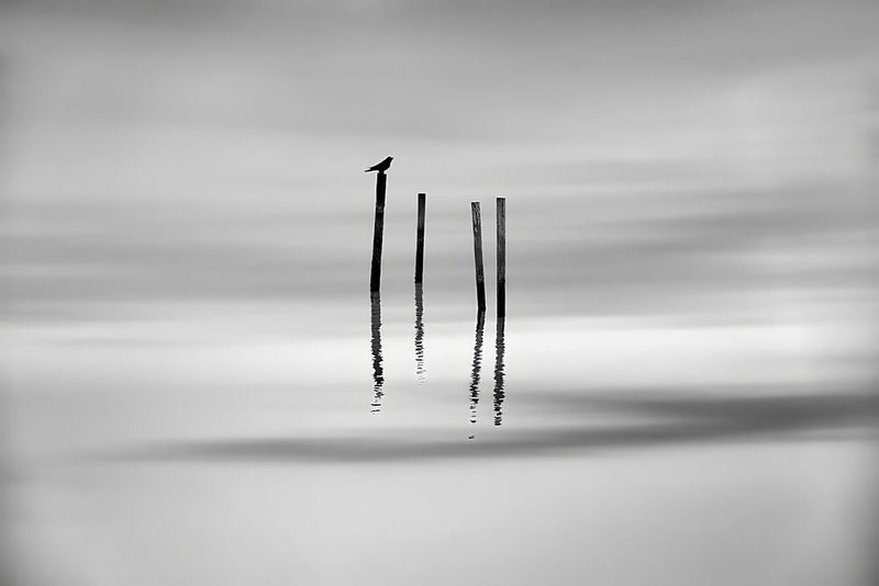 Solitary Bird Reflection art print by MingLun Tsai for $57.95 CAD