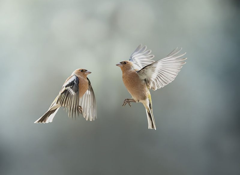 Finches in Flight art print by Marco Barisone for $57.95 CAD