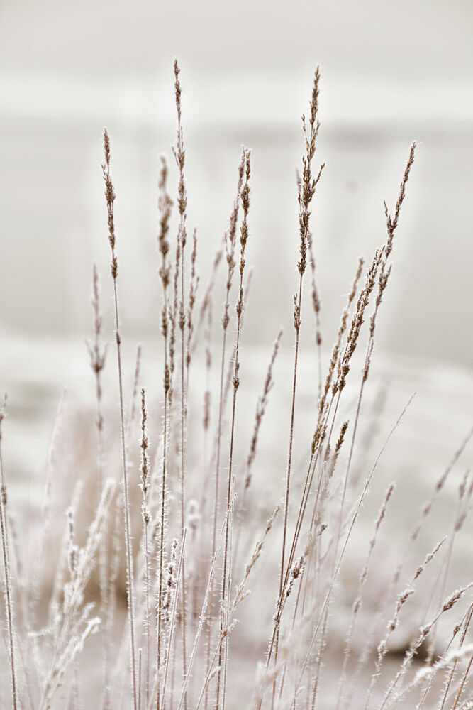 Frosted Winter Grass art print by Christina Sillen for $57.95 CAD