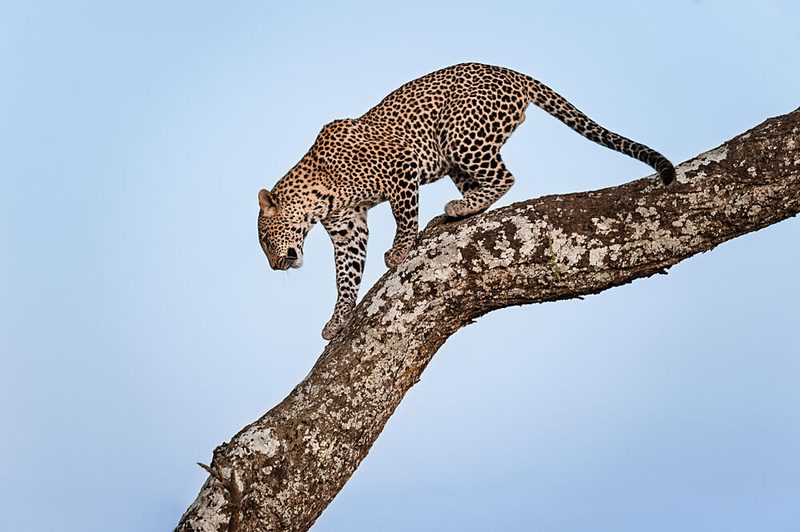 Spotted Leopard on Branch art print by Massimo Felici for $57.95 CAD