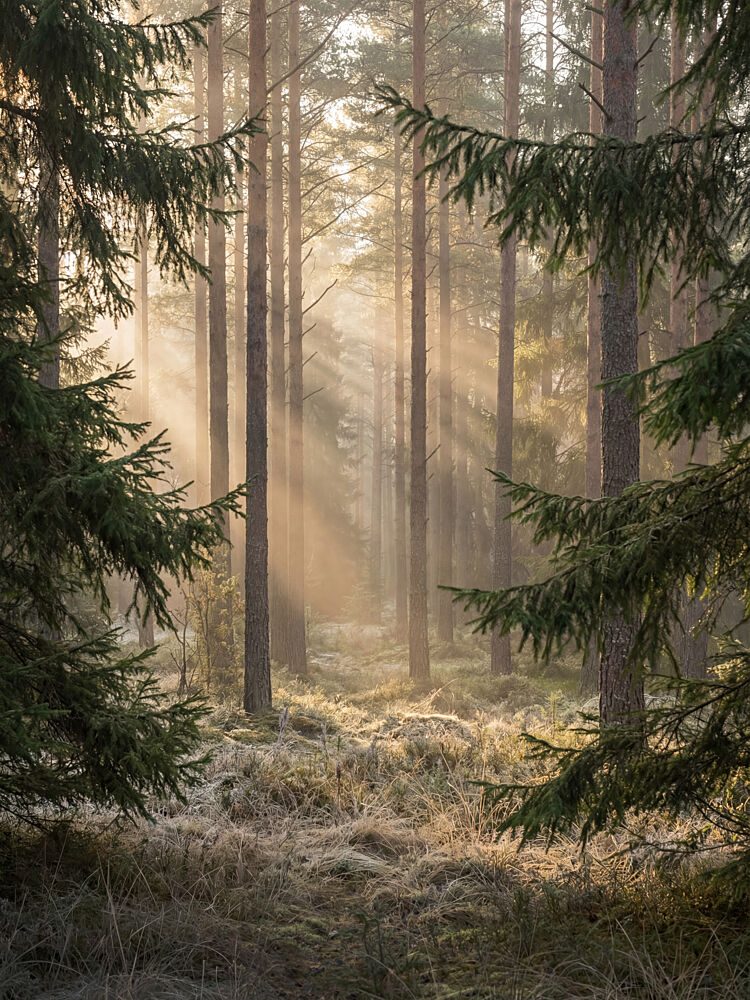 Misty Forest Sunbeams art print by Andreas Magnusson for $57.95 CAD