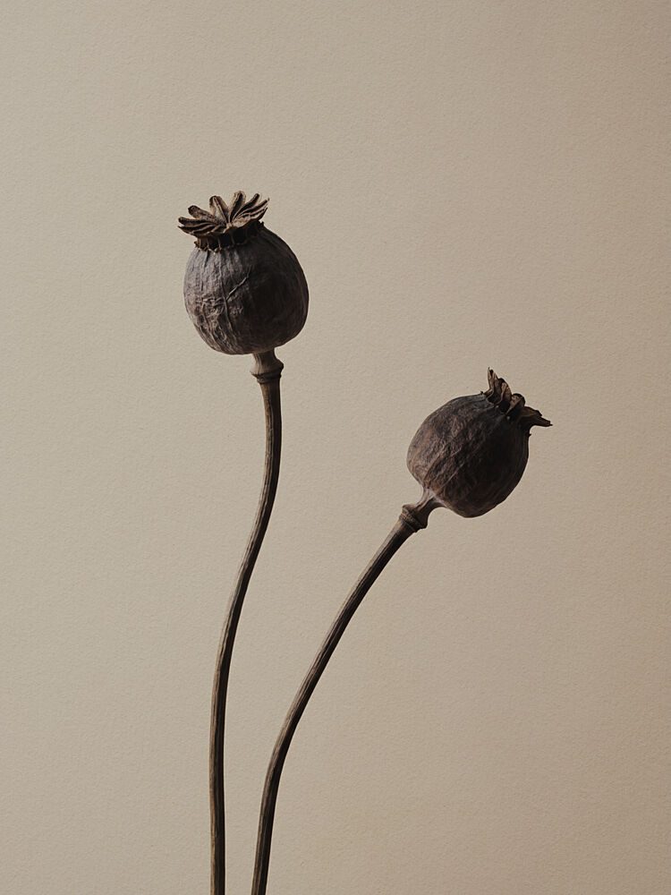 Elegant Poppy Pods art print by Andreas Magnusson for $57.95 CAD