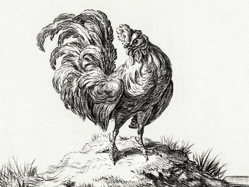Chicken, Standing on a Hill art print by Jean Bernard for $57.95 CAD