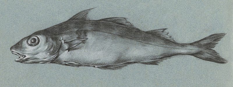 Fish Green 17751833 art print by Jean Bernard for $57.95 CAD
