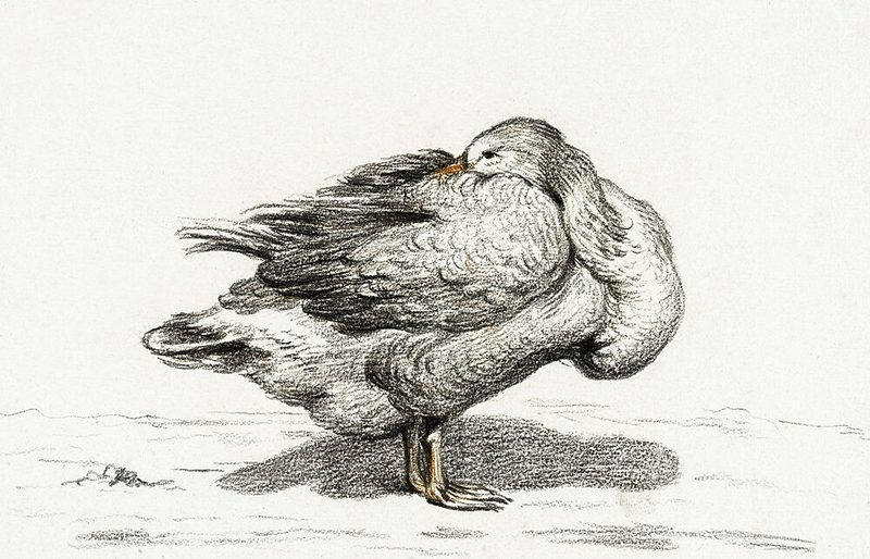 Goose 1816 art print by Jean Bernard for $57.95 CAD