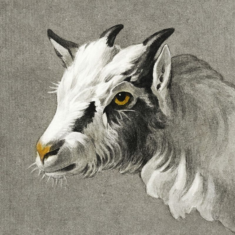 Head of a Goat art print by Jean Bernard for $57.95 CAD