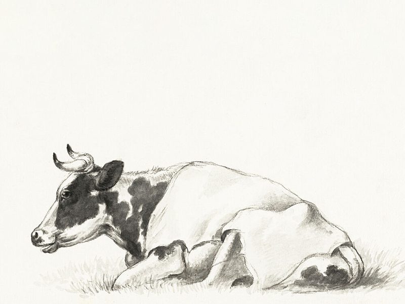 Lying Cow by Jean Bernard art print by Jean Bernard for $57.95 CAD