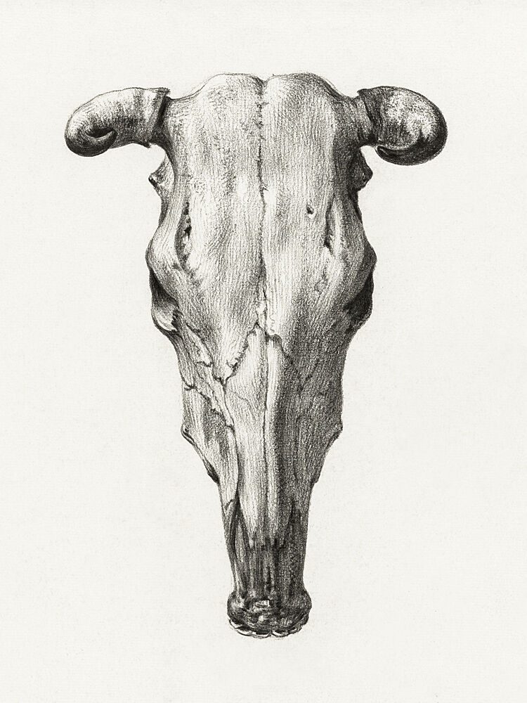 Skull of a Cow Front View1816 art print by Jean Bernard for $57.95 CAD