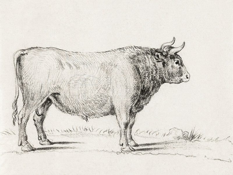 Standing Bull art print by Jean Bernard for $57.95 CAD