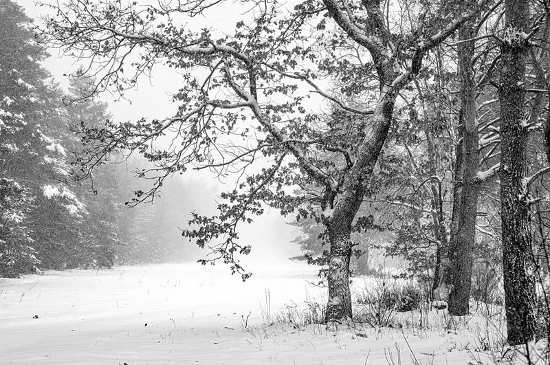 Winter Forest Silence art print by Arne Jansen for $57.95 CAD