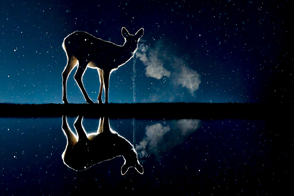 Starry Night Deer Reflection art print by Dirk Koster for $57.95 CAD