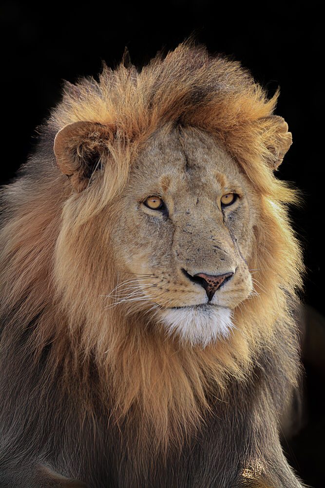 Regal Lion Portrait art print by Jeffrey C. Sink for $57.95 CAD