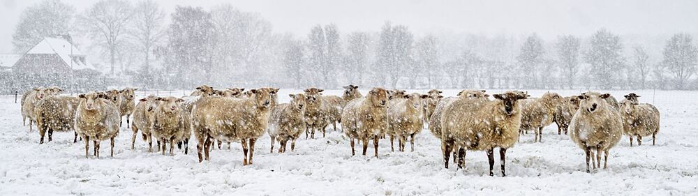Sheep in Winter Field art print by Gert van den Bosch for $57.95 CAD