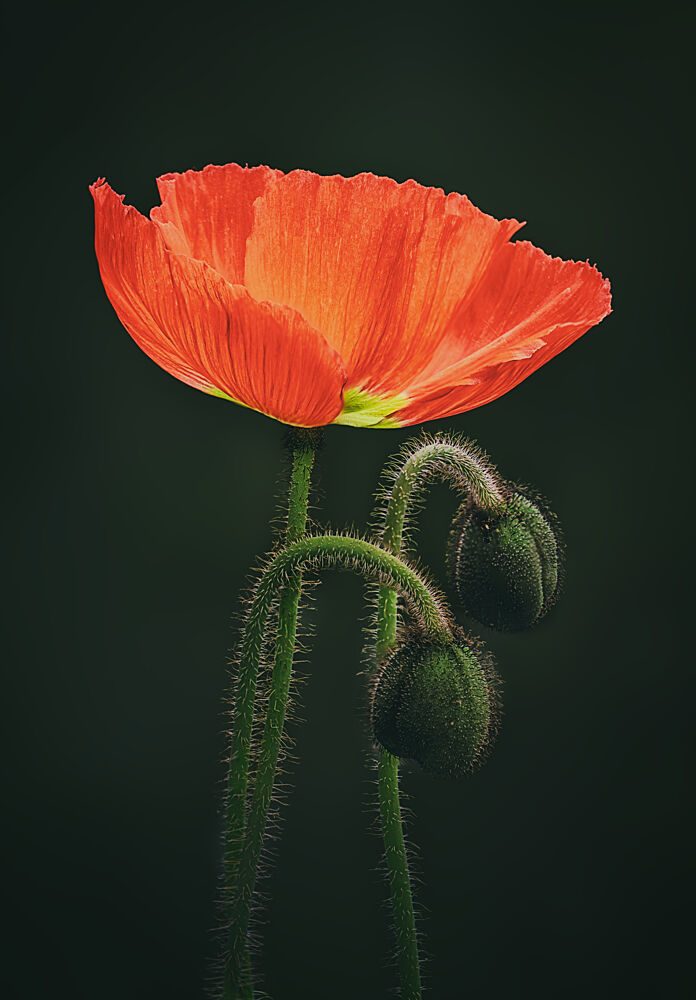 Poppy Bloom with Buds art print by Ben.C.L for $57.95 CAD