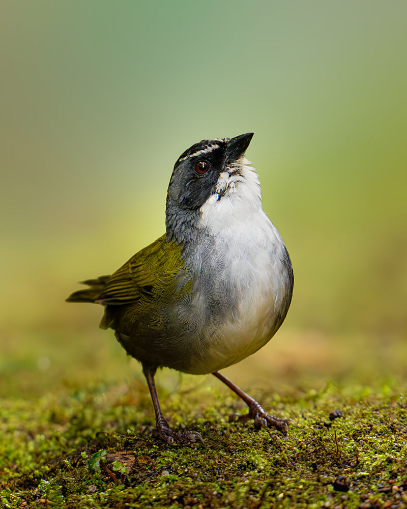 Curious Little Bird art print by Lisandro Perez for $57.95 CAD