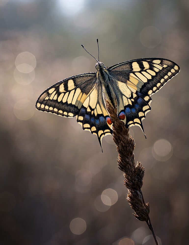 Morning Swallowtail Butterfly art print by Iryna Gurzhuyenko for $57.95 CAD