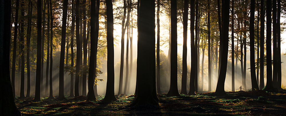 Misty Forest Sun Rays art print by Jan Monkiewicz for $57.95 CAD