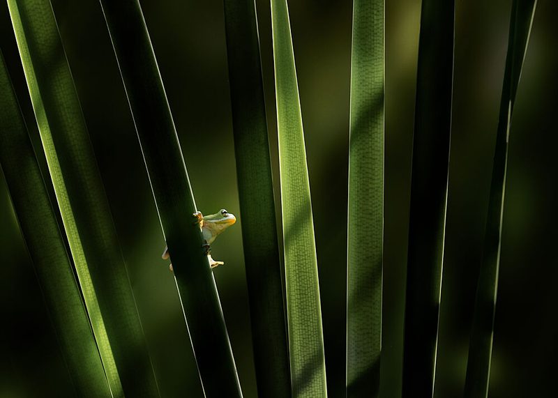Quiet Green Frog art print by Qing Zhao for $57.95 CAD