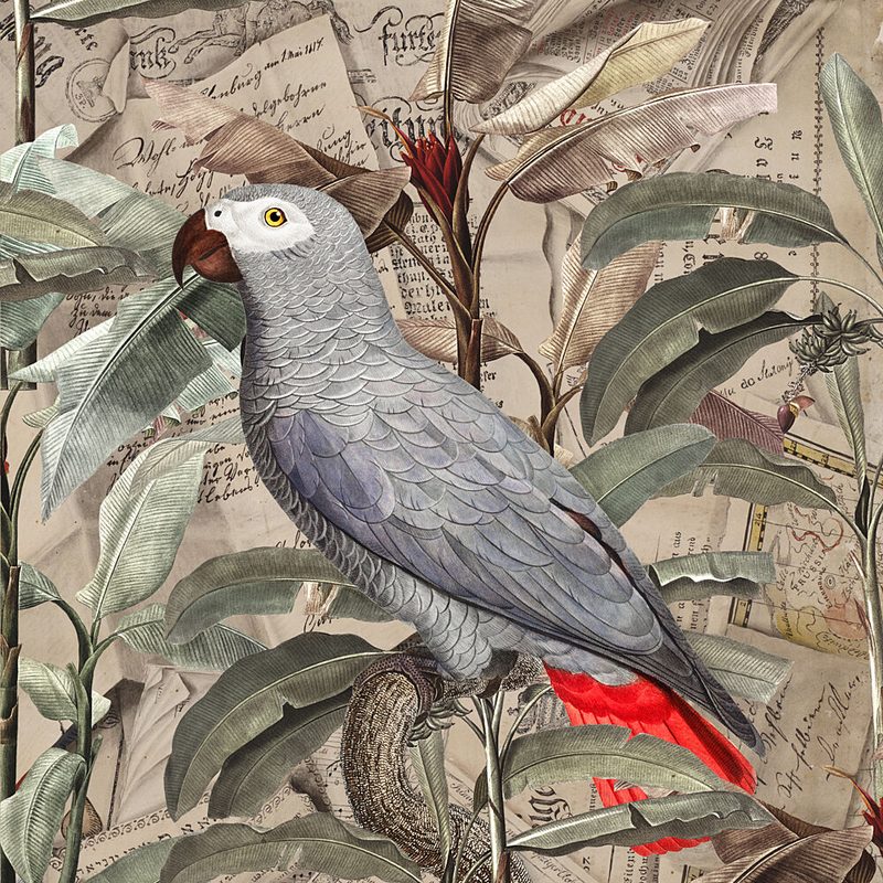 Vintage Tropical Grey Parrot art print by Marja van den Hurk for $57.95 CAD