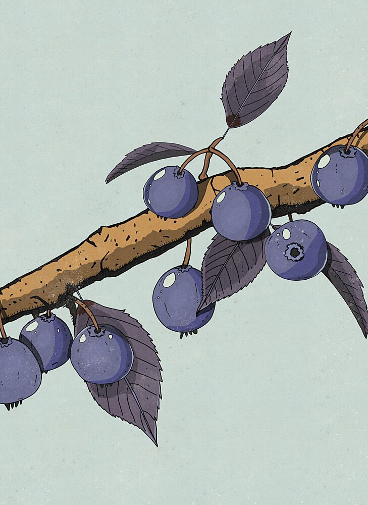 Ripe Blueberry Branch art print by Nicholas for $57.95 CAD