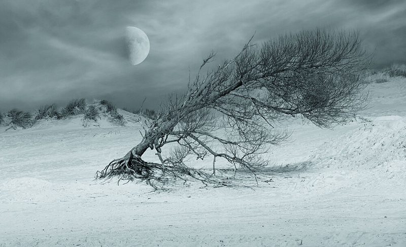 Moonlit Solitary Tree art print by Stefan Eisele for $57.95 CAD