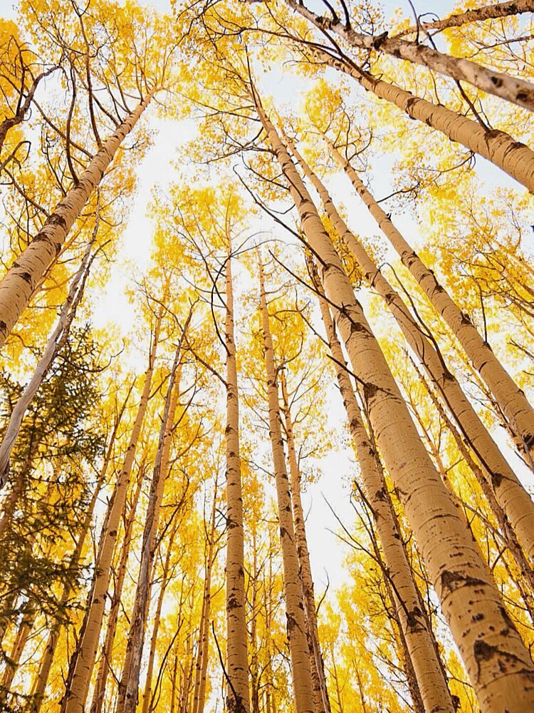 Autumn Aspen Gold art print by del Mundo Imagery for $57.95 CAD