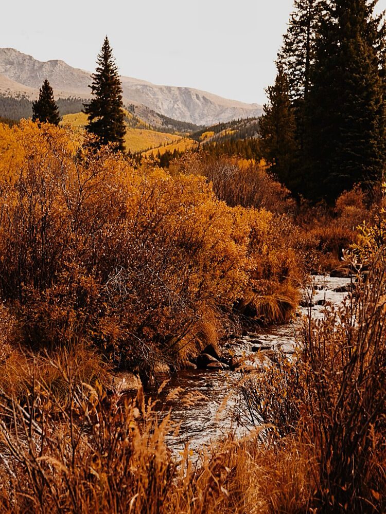 Golden Fall Mountain Stream art print by del Mundo Imagery for $57.95 CAD