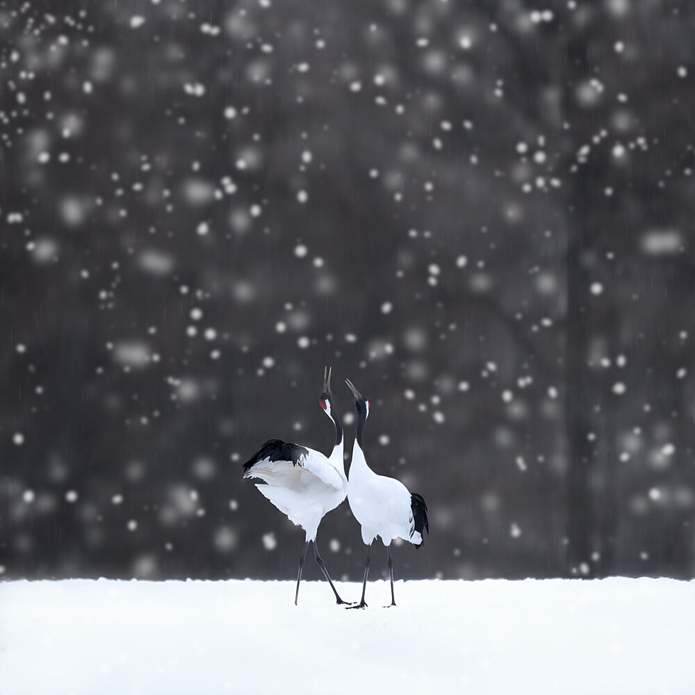 Snowy Crane Dance art print by Dawn X W for $57.95 CAD