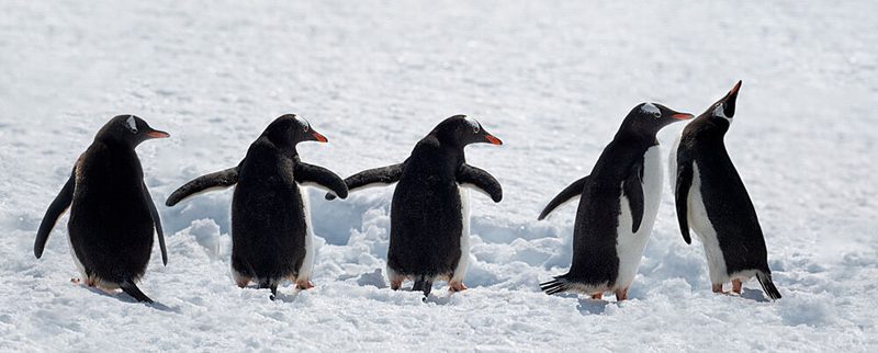 Penguins on a Snowy Walk art print by Chuanxu Ren for $57.95 CAD