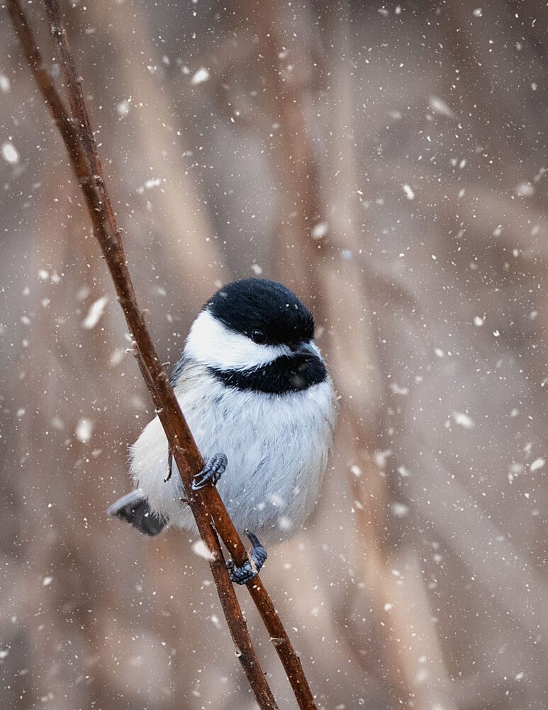 Snowy Winter Chickadee art print by Emma Zhao for $57.95 CAD