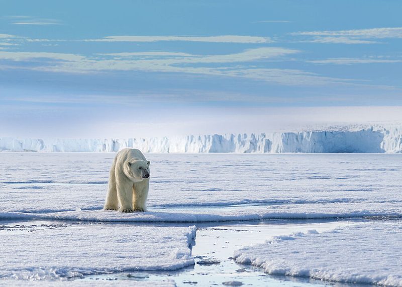 Majestic Arctic Polar Bear art print by Shobhit Chawla for $57.95 CAD