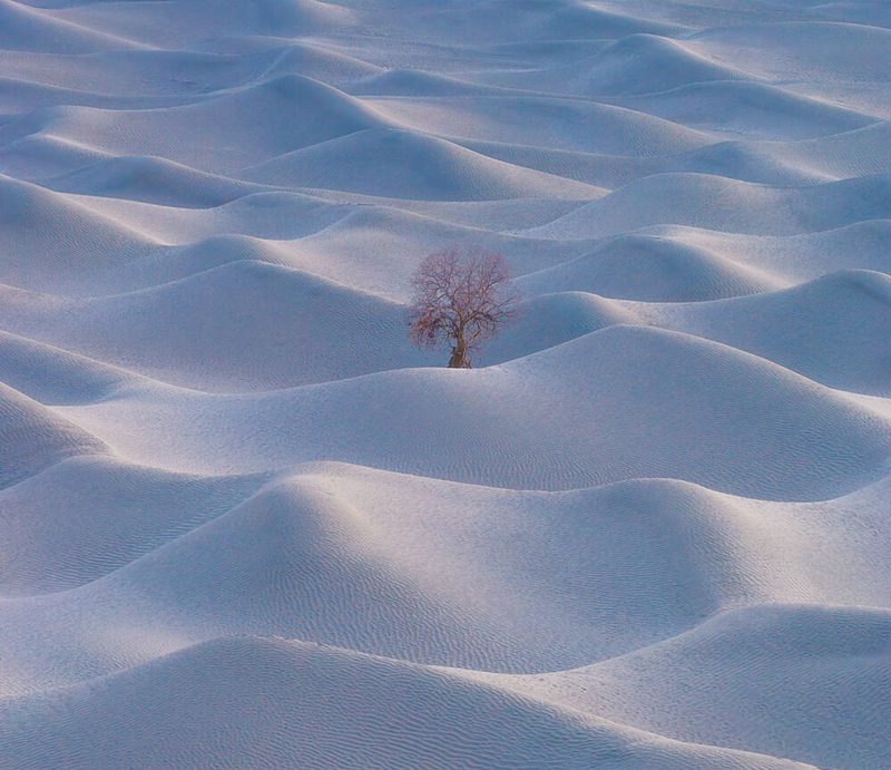 Solitary Desert Tree art print by Bingo Z for $57.95 CAD