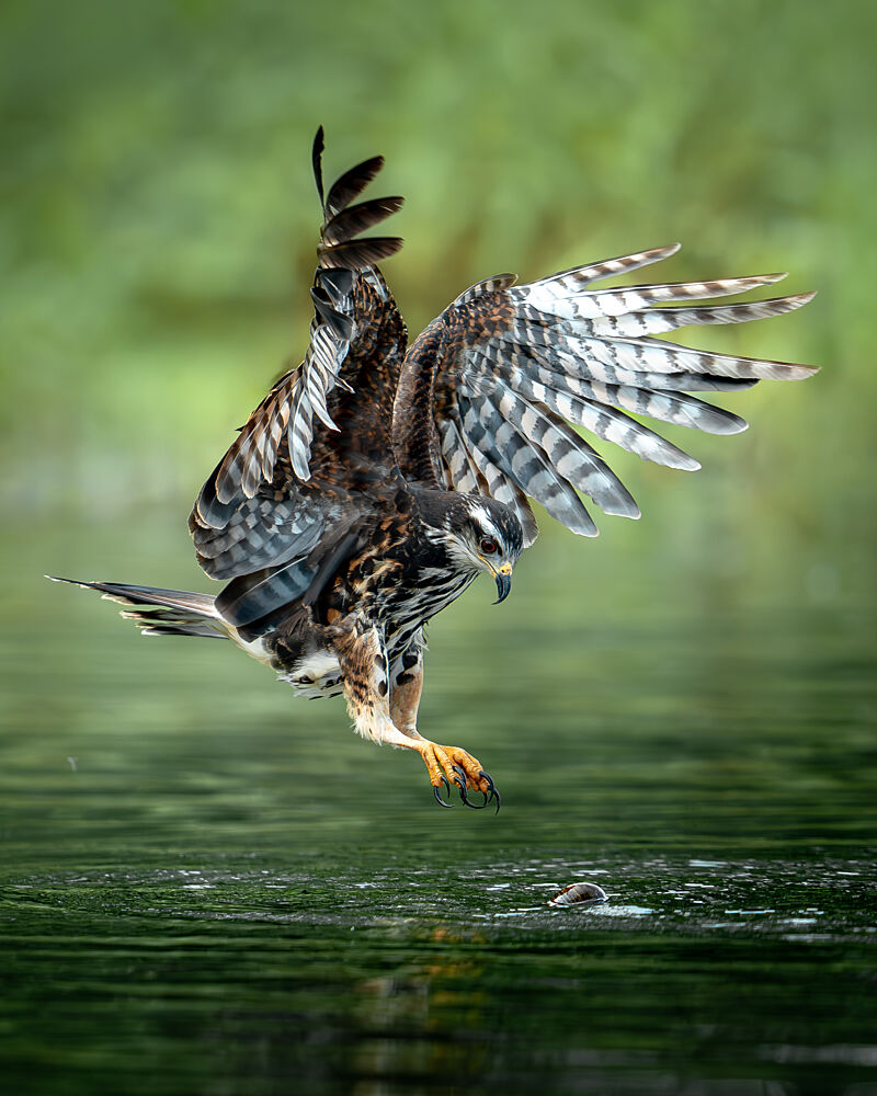 Raptors Hunting Dive art print by Lisandro Perez for $57.95 CAD