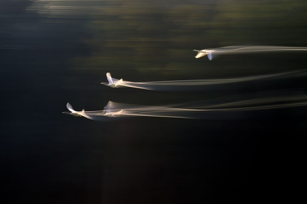 Graceful Swans in Motion art print by Yoshitsugu Seki for $57.95 CAD