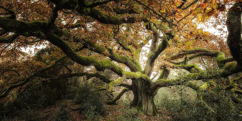 Ancient Mossy Oak art print by Holger Graeber for $57.95 CAD