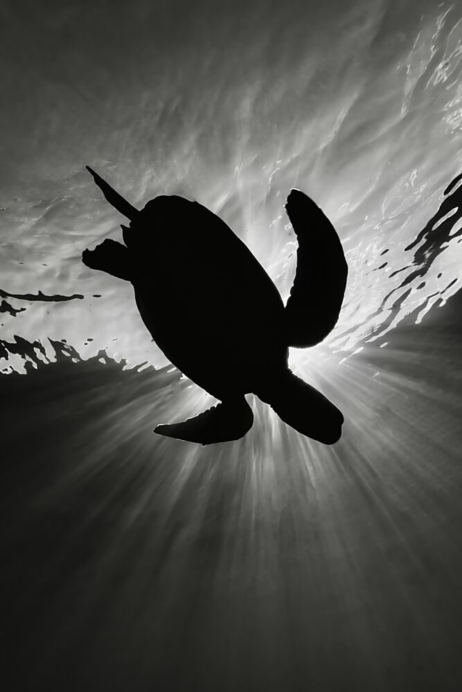 Sunlit Sea Turtle art print by Serge Melesan for $57.95 CAD