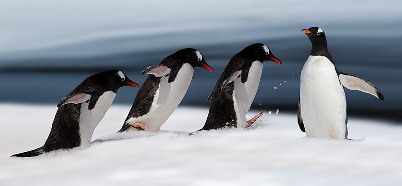 Gentoo Penguin Action art print by Chuanxu Ren for $57.95 CAD